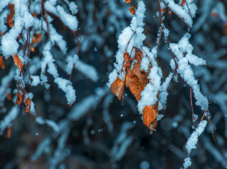 Yellow leaves and catkins of birch tree covered first snow. Winter or late autumn scene, beautiful nature frozen leaf on blur background, it is snowing.の写真素材