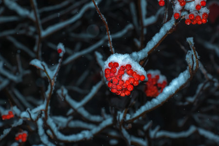 Nature. Bright clusters of rowan in the snow. Winter evening. First snow.の写真素材