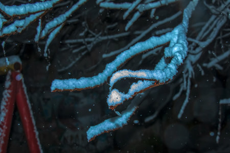 Frosty tree branch with snow in winter. Branches of bushes in snow in the winter in cloudy snow weather. winter background.の写真素材