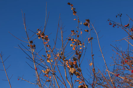 Ripe red viburnum berries on the branches against the blue sky. Bush viburnum in winter. Viburnum opulus is used in medicine and cooking.の写真素材