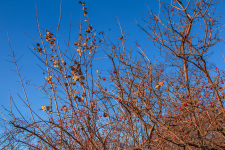 Ripe red viburnum berries on the branches against the blue sky. Bush viburnum in winter. Viburnum opulus is used in medicine and cooking.の写真素材