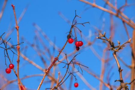 Ripe red viburnum berries on the branches against the blue sky. Bush viburnum in winter. Viburnum opulus is used in medicine and cooking.の写真素材