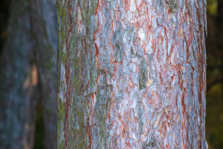 Pine bark close-up. Texture of Pinus strobus or Weymouth pine trunk. Background from living wood. Skin of the forest nature.の写真素材