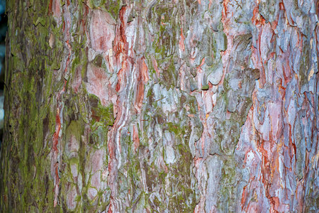 Pine bark close-up. Texture of Pinus strobus or Weymouth pine trunk. Background from living wood. Skin of the forest nature.の写真素材