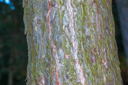 Pine bark close-up. Texture of Pinus strobus or Weymouth pine trunk. Background from living wood. Skin of the forest nature.の写真素材