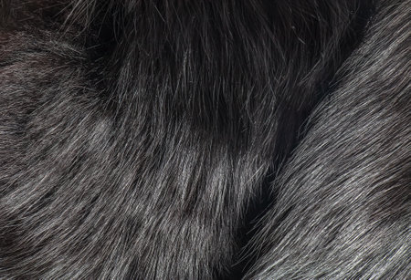 Background of natural fur with long pile. Texture of black fox fur, high pile.の写真素材