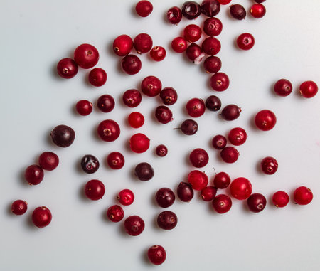 Fresh cranberries or Oxycoccus. Cranberries are rich in vitamins and minerals. Berries are used in medicine and cooking.の写真素材
