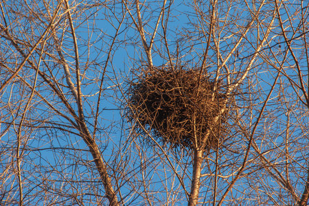 A large birds nest nestled in the crook of tree branches against a blue skyの写真素材