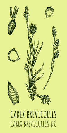 Drawings of sedge parva. hand drawn illustration. Latin name Carex brevicollis.のイラスト素材