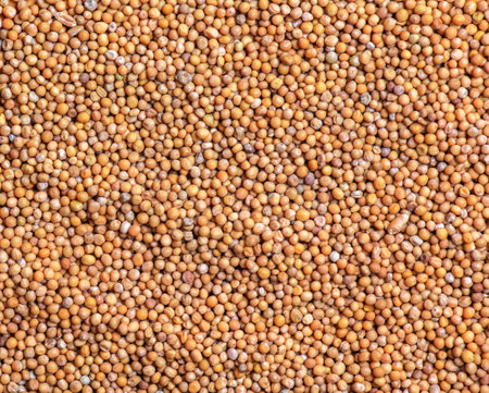 Background of whole mustard seeds. Mustard is widely used in many national cuisines.の写真素材