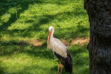 European stork, Ciconia ciconia, in natural environment, early summer.の写真素材