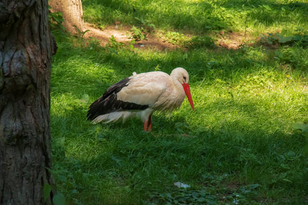 European stork, Ciconia ciconia, in natural environment, early summer.の写真素材