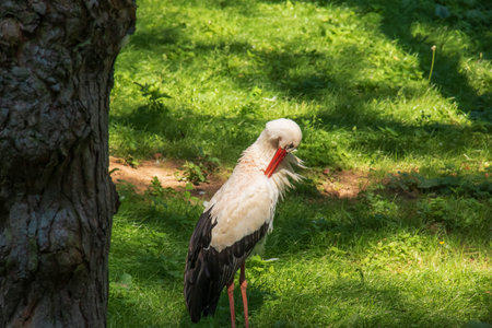 European stork, Ciconia ciconia, in natural environment, early summer.の写真素材