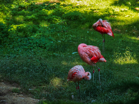 Beautiful pink flamingo. A flock of pink flamingos in a pond. Flamingos are a species of wading bird from the genus Phoenicopterus. Zoo in the city of Bojnice in Slovakia.の写真素材