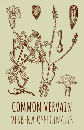 Drawings of COMMON VERVAIN. hand drawn illustration. Latin name VERBENA OFFICINALIS.のイラスト素材
