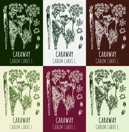 Set of drawings Caraway in different colors. hand drawn illustration. Latin name CARUM CARVI L.のイラスト素材