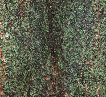 Natural linden bark abstract background. Tilia L. Close-up on greenish true bark, natural texture. Linden tree.の写真素材