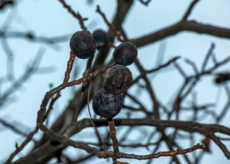 Rotten and overripe apple fruits on a branch in winter. Not harvested in time on the branches of...