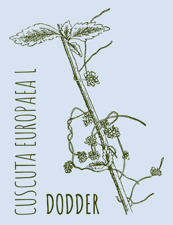 Drawings of DODDER. hand drawn illustration. Latin name CUSCUTA EUROPAEA L.のイラスト素材