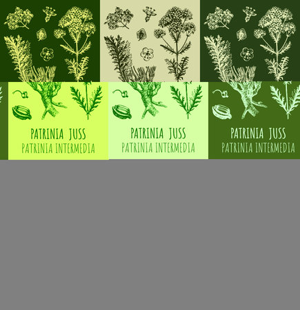 Set of drawings PATRINIA in different colors. hand drawn illustration. Latin name Patrinia JUSS..の写真素材