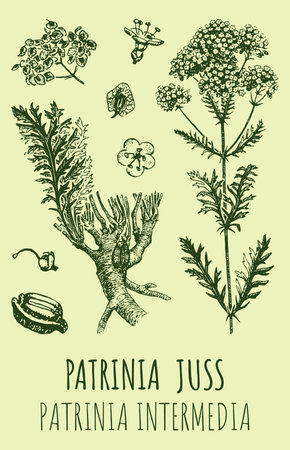 Drawings of PATRINIA. hand drawn illustration. Latin name Patrinia JUSS..のイラスト素材
