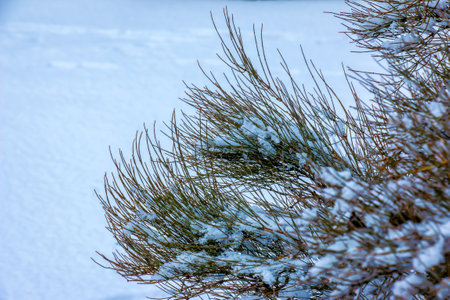 Ephedra distachya growing in the garden during the winter season. The branches of the plant are...