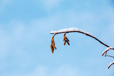 Hazel blossom or Corylus heterophylla, covered with snow in winterの写真素材