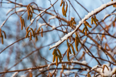 Hazel blossom or Corylus heterophylla, covered with snow in winterの写真素材