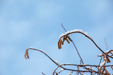 Hazel blossom or Corylus heterophylla, covered with snow in winterの写真素材