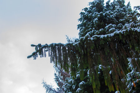 Light snow on Picea abies foliage in winter.の写真素材