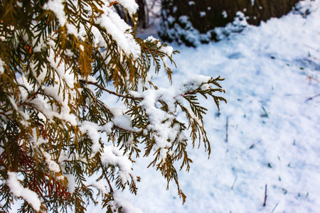 Thuja standishii CAR in the snow. Winter, green thuja bushes covered with white snowの写真素材