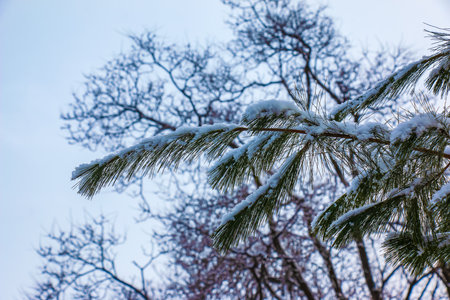 Branches of Pinus koraiensis in winter. Eastern cedar in the snow. winter background. selective...