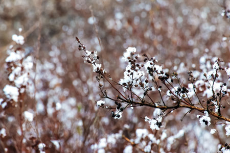 The seeds of an inflorescence of gray spirea with white snow are on a blurred gray background on a sunny winter day. Spiraea cinerea Grefsheim in winter.の写真素材