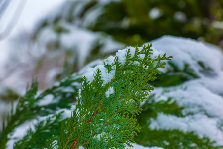 Chamaecyparis lawsoniana, snow-covered, snow-covered tree branch, snow-covered trees, pine, cypress