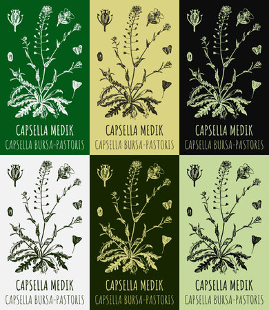 Set of drawings CAPSELLA BURSA-PASTORIS in different colors. hand drawn illustration. Latin name Capsella MEDIK.のイラスト素材
