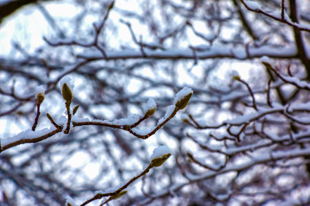 Close-up of Magnolia kobus twigs with buds in winter. The branches are covered with white fluffy snow.の写真素材