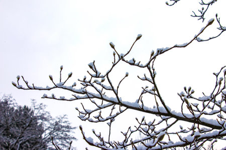 Close-up of Magnolia kobus twigs with buds in winter. The branches are covered with white fluffy snow.の写真素材