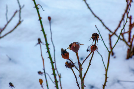 Snow-covered red rosehip berries on a bush in winter. Wild rose hips Rosa acicularis. winter berries. nature background.の写真素材