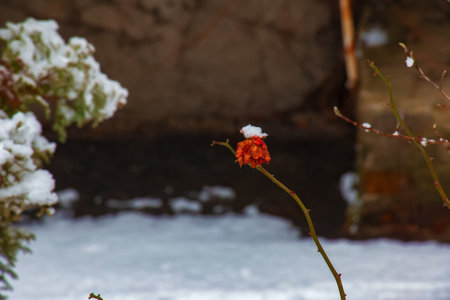 Snow-covered red rosehip berries on a bush in winter. Wild rose hips Rosa acicularis. winter berries. nature background.の写真素材