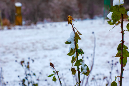 Snow-covered red rosehip berries on a bush in winter. Wild rose hips Rosa acicularis. winter berries. nature background.の写真素材