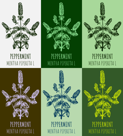 Set of drawings of peppermint in different colors. hand drawn illustration. Latin name MENTHA PIPERITA L.のイラスト素材
