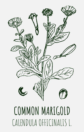 Drawings of calendula COMMON MARIGOLD. hand drawn illustration. Latin name Calendula officinalis L.のイラスト素材