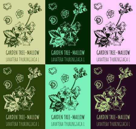 Set of drawings of Garden tree-mallow in different colors. hand drawn illustration. Latin name LAVATERA THURINGIACA L.のイラスト素材