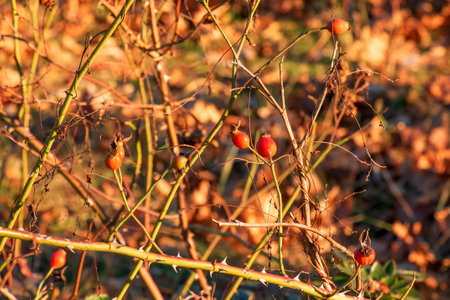 Dry rosehip fruit on a branch close-up. Rosehip is widely used in medical practice. Latin name Rosa L. The fruits are dark red and ripe.の写真素材