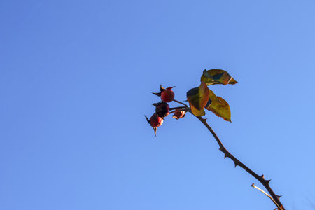 Dry rosehip fruit on a branch close-up. Rosehip is widely used in medical practice. Latin name Rosa L. The fruits are dark red and ripe.の写真素材