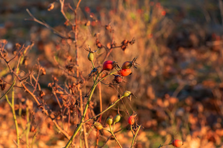 Dry rosehip fruit on a branch close-up. Rosehip is widely used in medical practice. Latin name Rosa L. The fruits are dark red and ripe.の写真素材