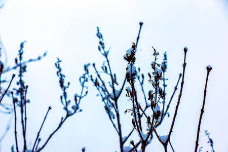 hello under the snow. Winter frostbite of shrub plants. Ligustrum ovalifolium. Bush branches against the sky.の写真素材