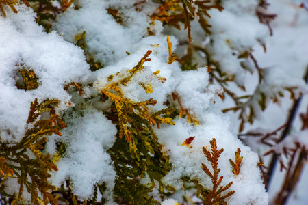 Close-up of the branches of the conifer Thujopsis dolabrata. The evergreen tuevik is covered with...