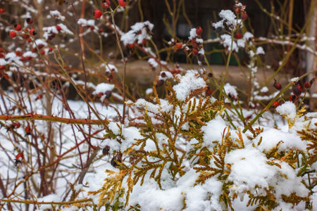Close-up of the branches of the conifer Thujopsis dolabrata. The evergreen tuevik is covered with snow.の写真素材