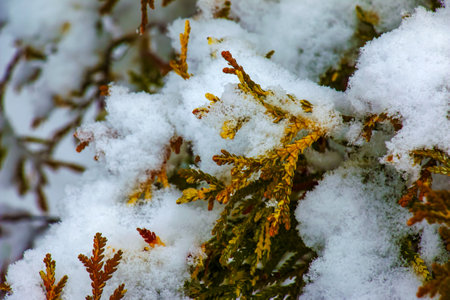 Close-up of the branches of the conifer Thujopsis dolabrata. The evergreen tuevik is covered with snow.の写真素材